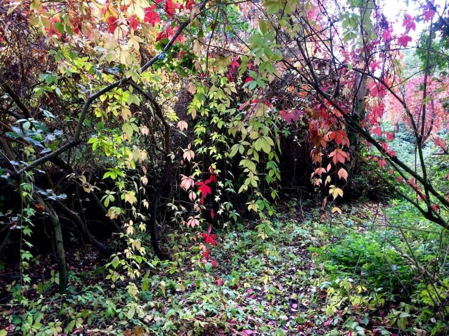 Forestry Cottage. Hot Tub, Open Fire, Dog Friendly Gaywood 외부 사진